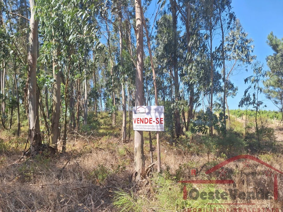 Terreno para Venda em Alcoentre Foto 1