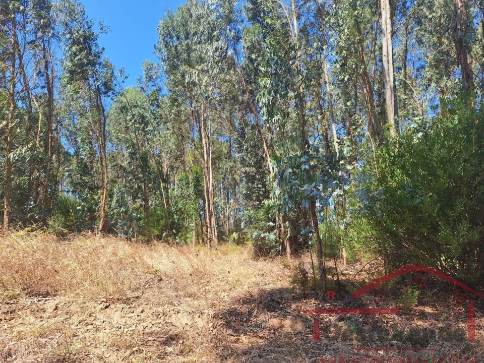 Terreno para Venda em Alcoentre Foto 11