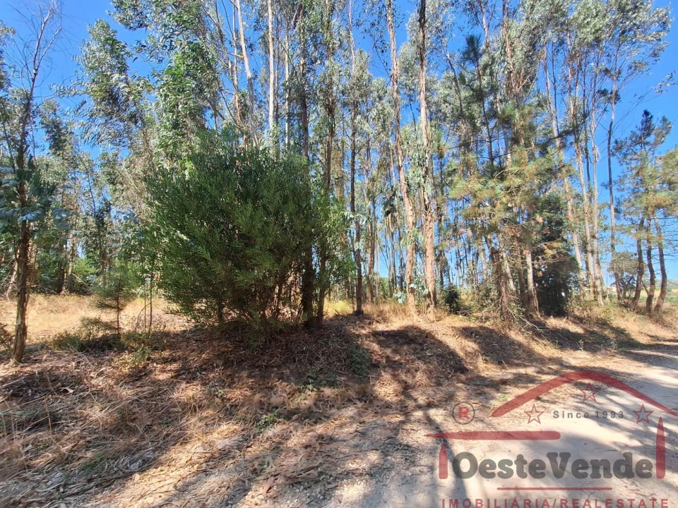 Terreno para Venda em Alcoentre Foto 10