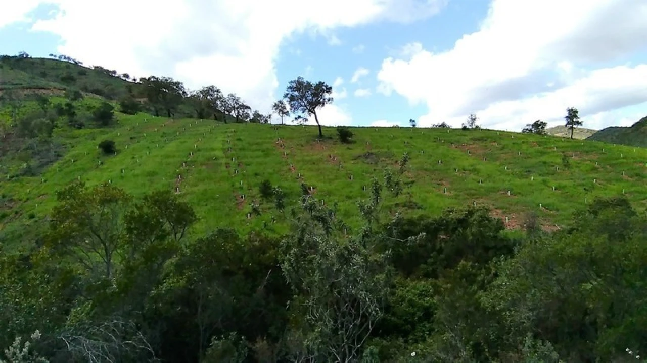 Terreno para Venda em Silves Foto 13