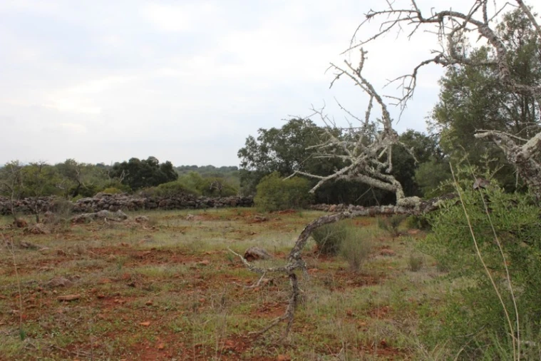 Terreno para Venda em Loule (São Clemente) Foto 1