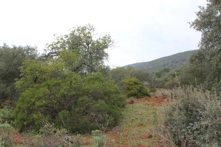 Terreno para Venda em Loule (São Clemente) Foto 6