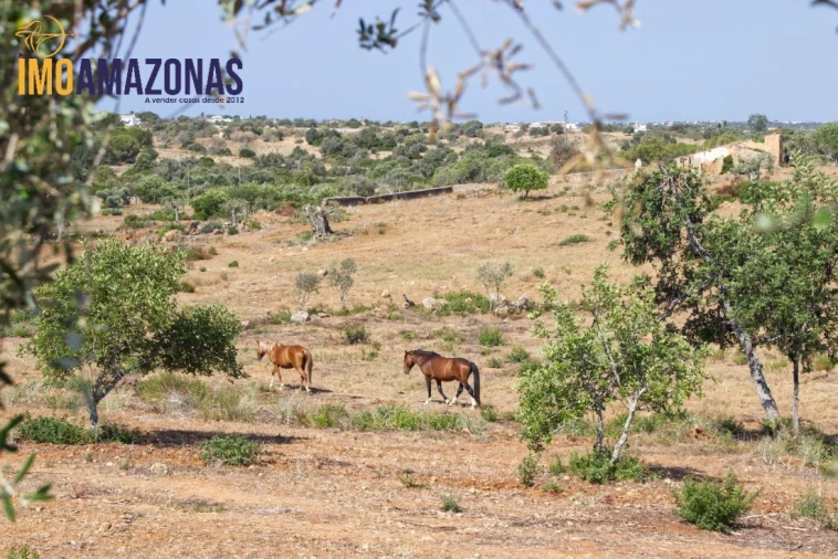 Quinta T0 para Venda em Estômbar e Parchal Foto 7