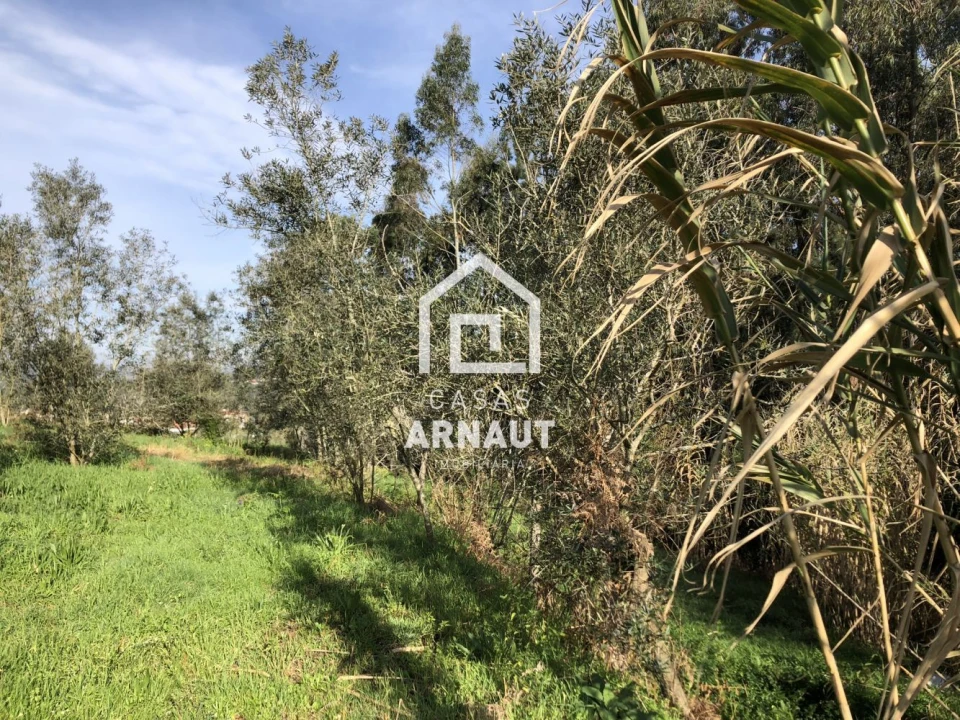 Terreno para Venda em Almagreira Foto 3