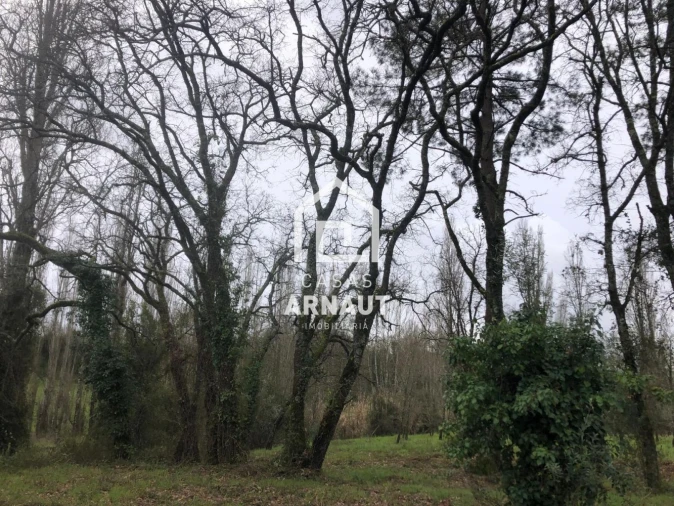 Terreno para Venda em Vila Cã Foto 10