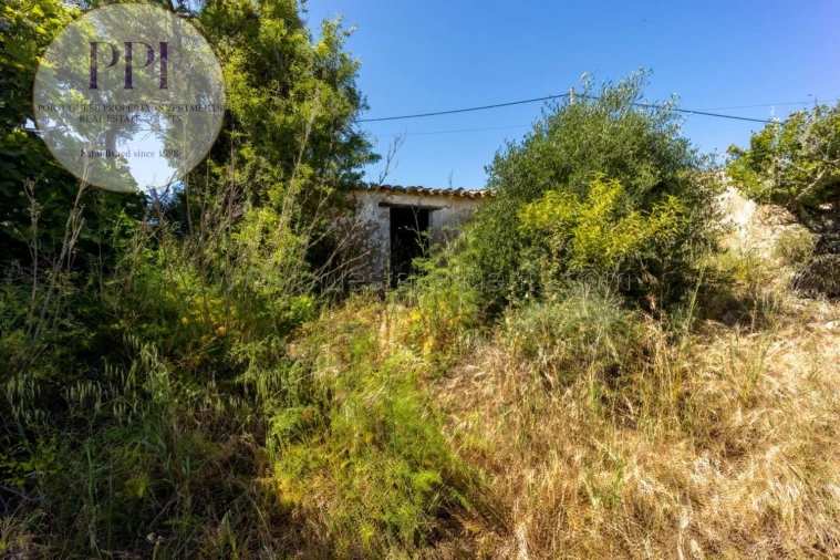 Terreno para Venda em Barão de São Miguel Foto 5