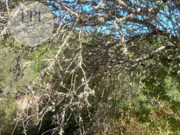 Terreno para Venda em Budens