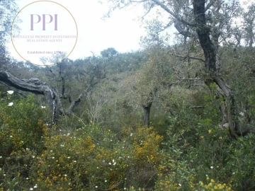 Terreno para Venda em Vila do Bispo e Raposeira