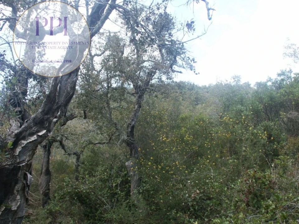 Terreno para Venda em Vila do Bispo e Raposeira Foto 41