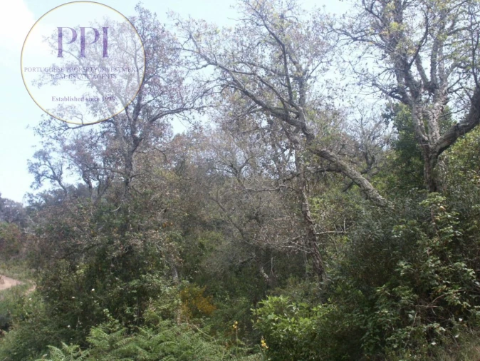 Terreno para Venda em Vila do Bispo e Raposeira Foto 27