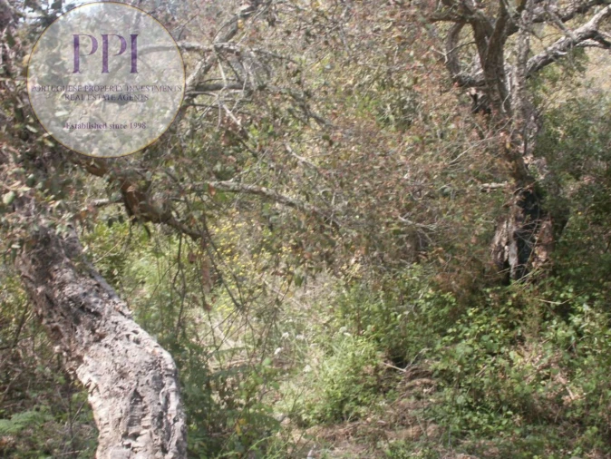 Terreno para Venda em Vila do Bispo e Raposeira Foto 30