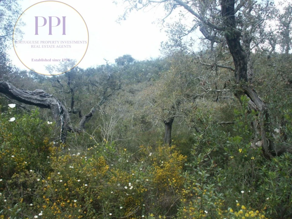 Terreno para Venda em Vila do Bispo e Raposeira Foto 39