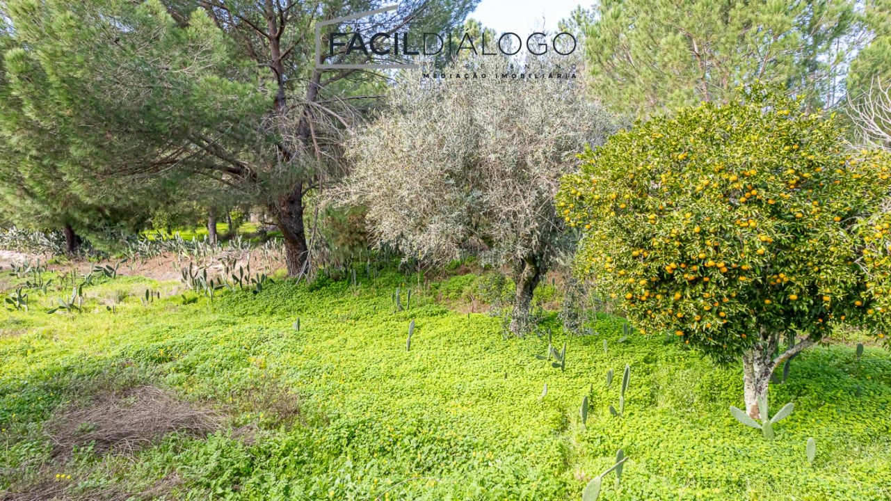 Quinta T4 para Venda em Montargil Foto 9