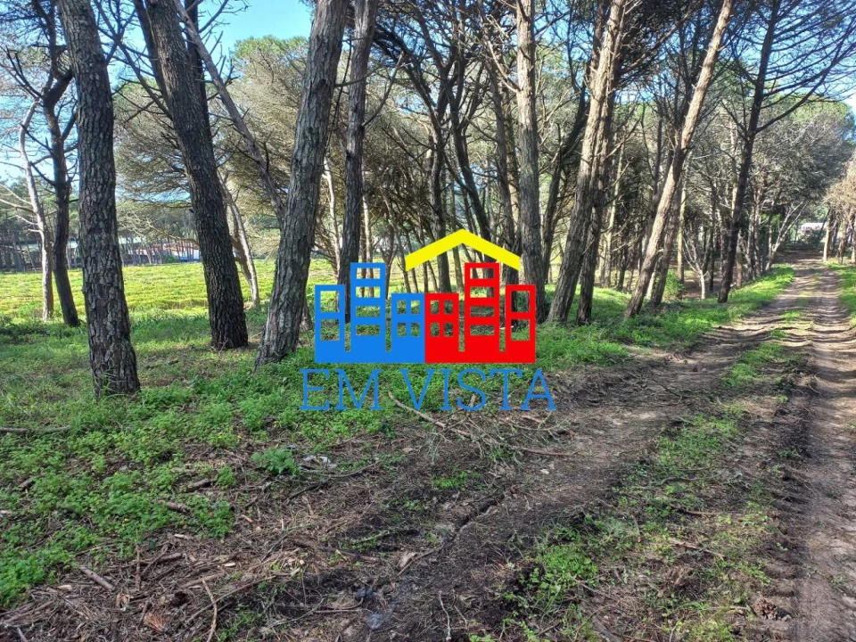 Terreno para Venda em Santa Maria e São Miguel, São Martinho, São Pedro Penaferrim Foto 4
