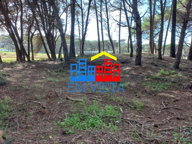 Terreno para Venda em Santa Maria e São Miguel, São Martinho, São Pedro Penaferrim Foto 6