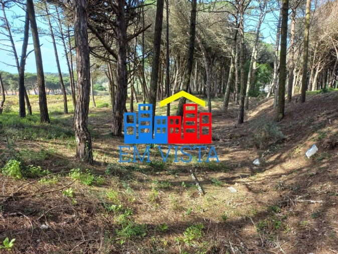 Terreno para Venda em Santa Maria e São Miguel, São Martinho, São Pedro Penaferrim Foto 5