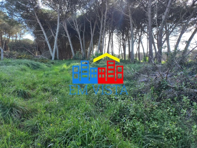 Terreno para Venda em Santa Maria e São Miguel, São Martinho, São Pedro Penaferrim Foto 10