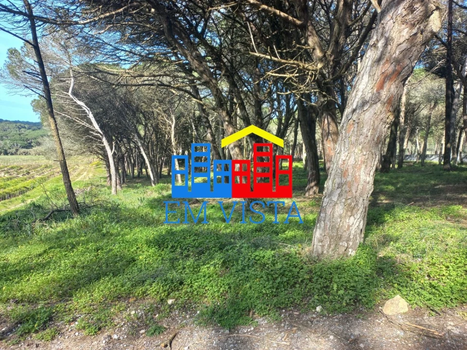 Terreno para Venda em Santa Maria e São Miguel, São Martinho, São Pedro Penaferrim Foto 3