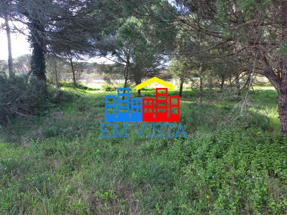 Terreno para Venda em Santa Maria e São Miguel, São Martinho, São Pedro Penaferrim Foto 11