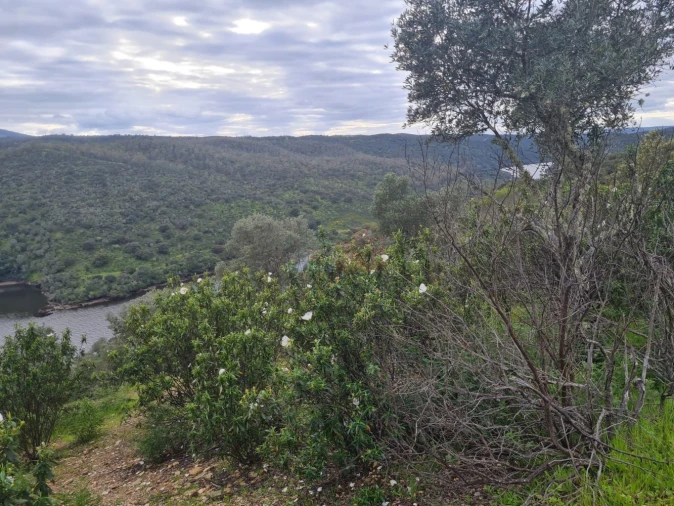 Terreno para Venda em Rosmaninhal Foto 10