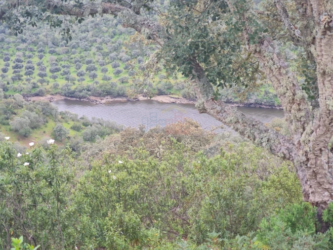 Terreno para Venda em Rosmaninhal Foto 15
