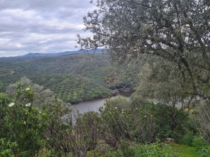 Terreno para Venda em Rosmaninhal Foto 14