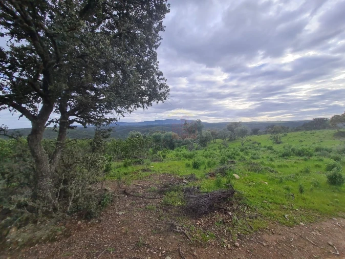 Terreno para Venda em Rosmaninhal Foto 3