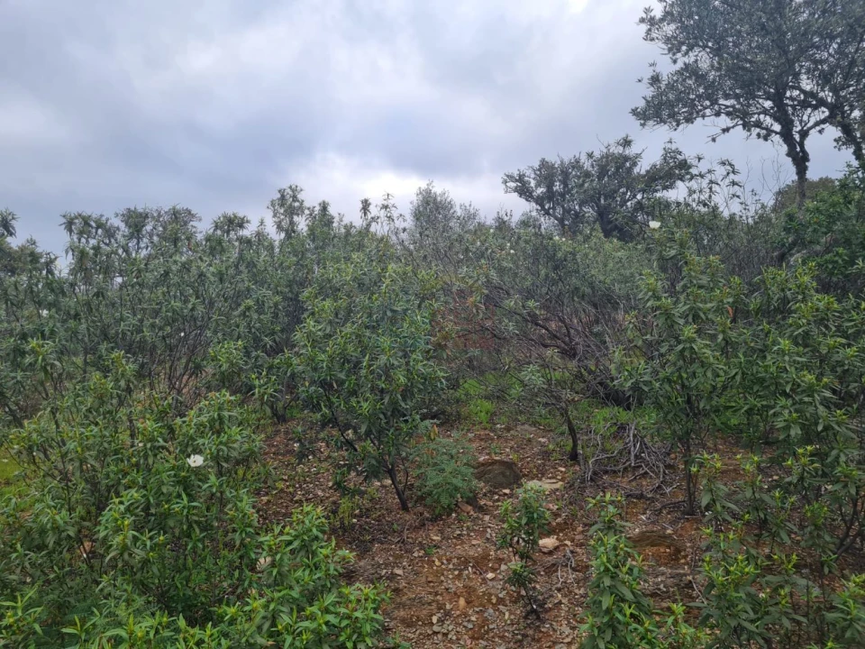 Terreno para Venda em Rosmaninhal Foto 9