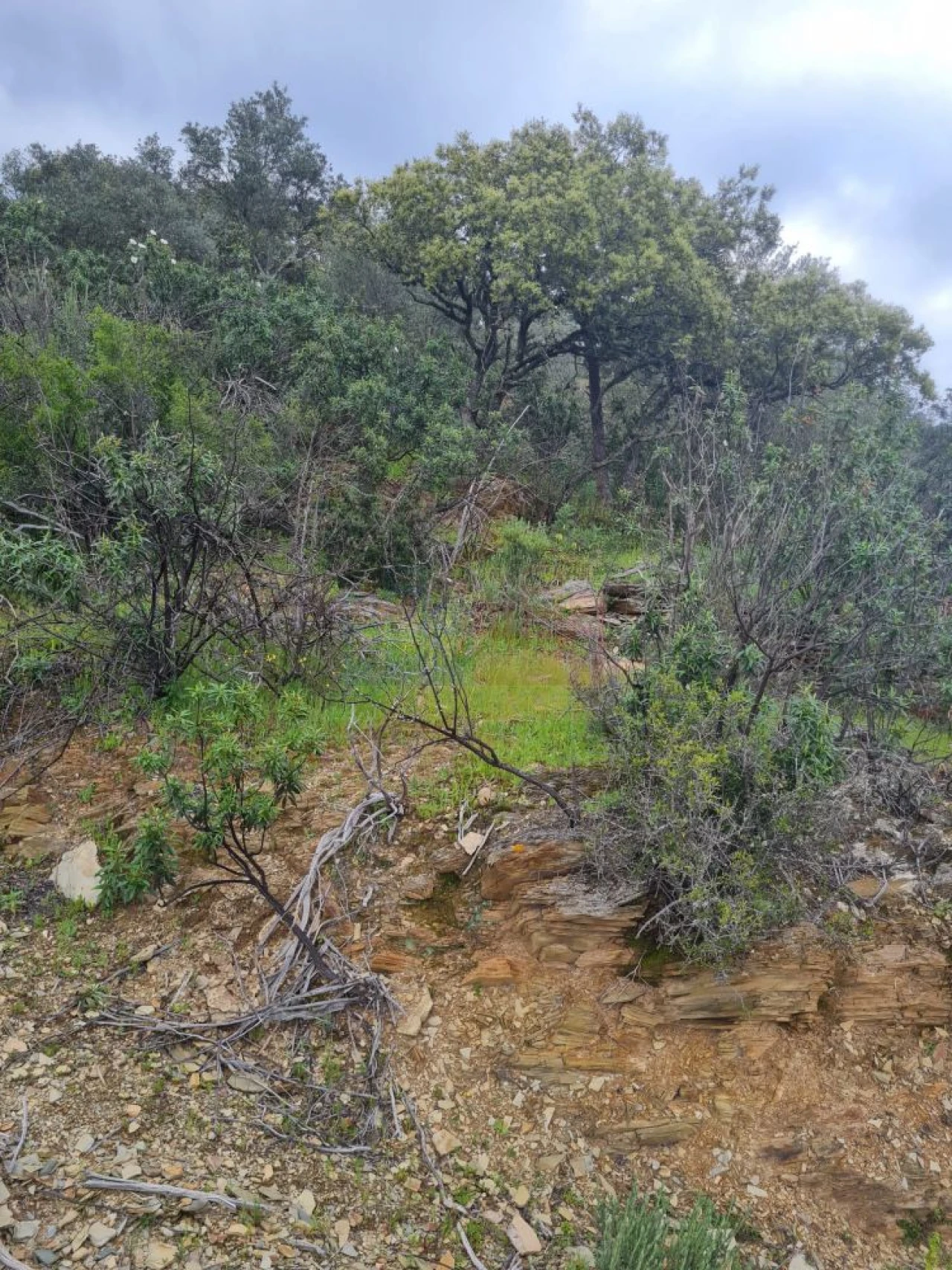 Terreno para Venda em Rosmaninhal Foto 6