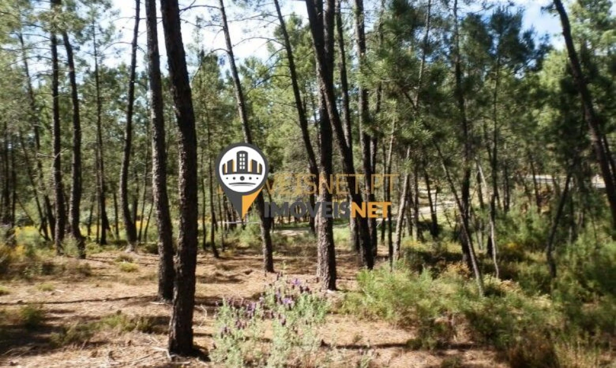 Terreno para Venda em Proença-A-Nova e Peral Foto 7