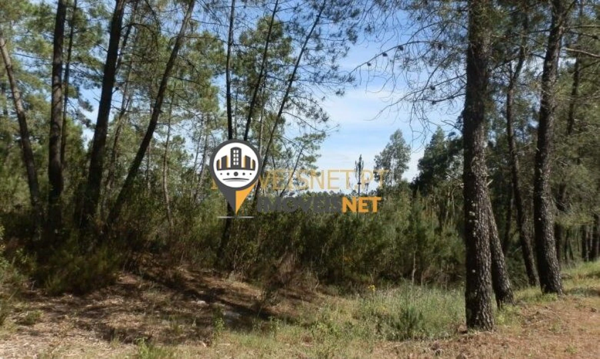 Terreno para Venda em Proença-A-Nova e Peral Foto 5