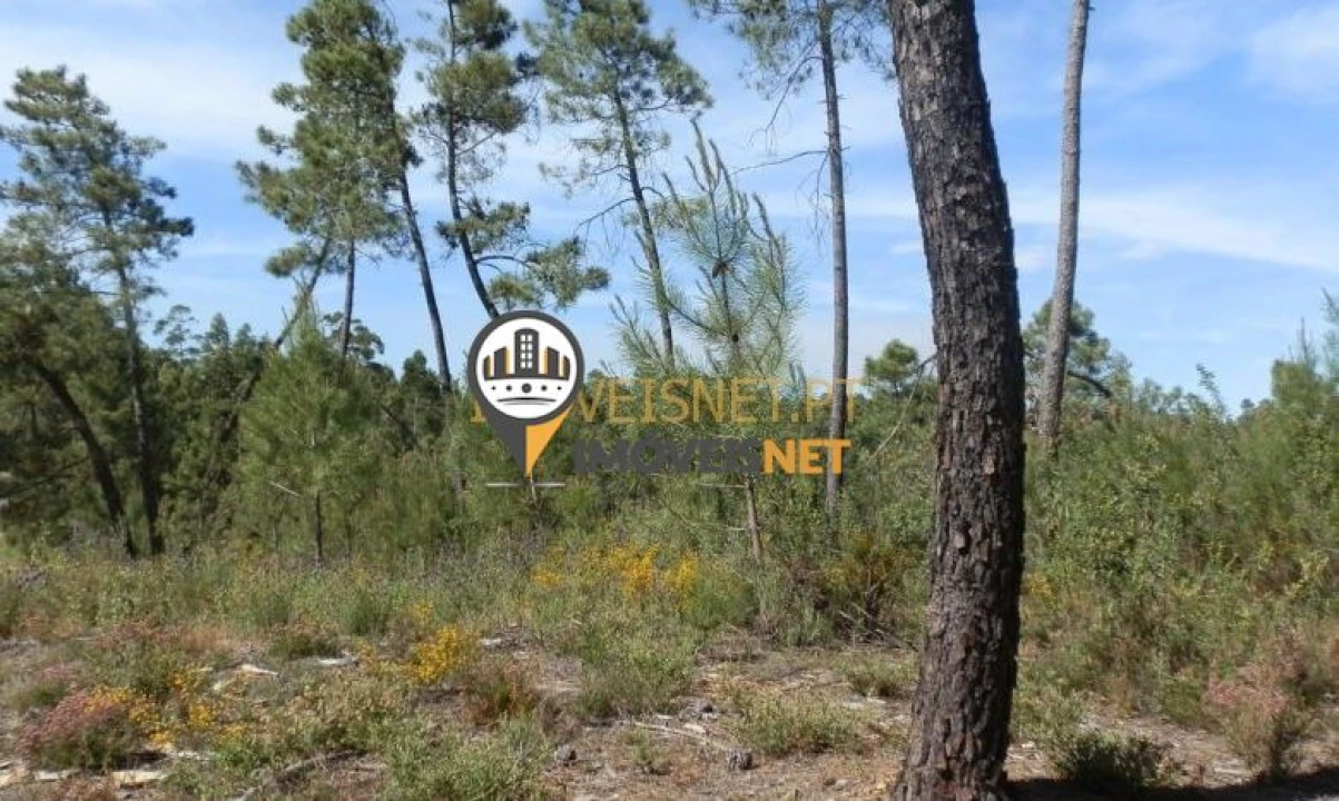 Terreno para Venda em Proença-A-Nova e Peral Foto 3