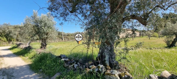 Terreno para Venda em Castelo Branco