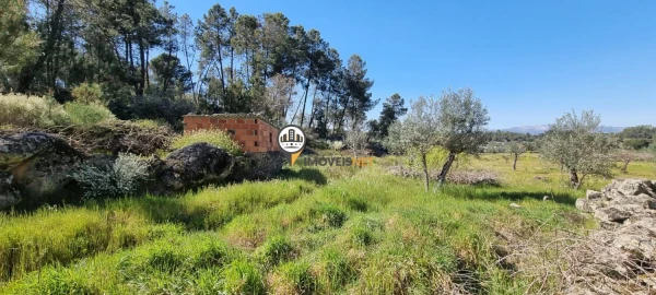 Terreno para Venda em Castelo Branco
