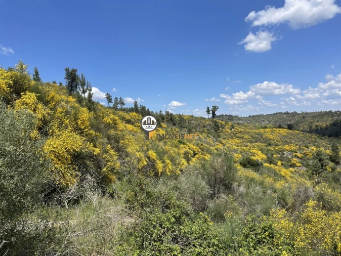 Terreno para Venda em Castelo Branco Foto 19