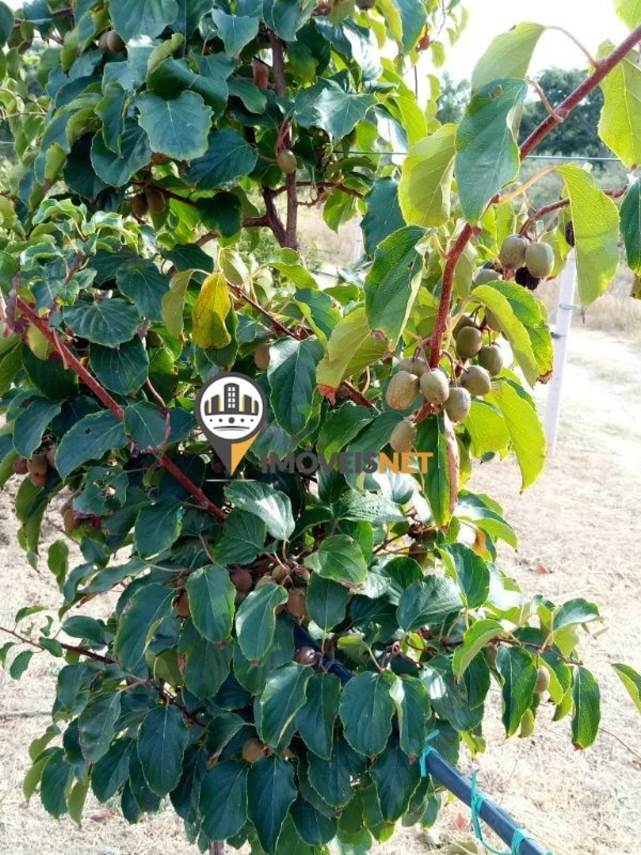 Terreno para Venda em Alcains Foto 3