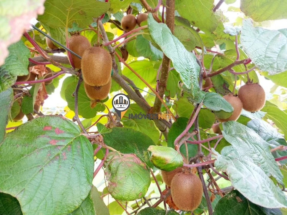 Terreno para Venda em Alcains Foto 5