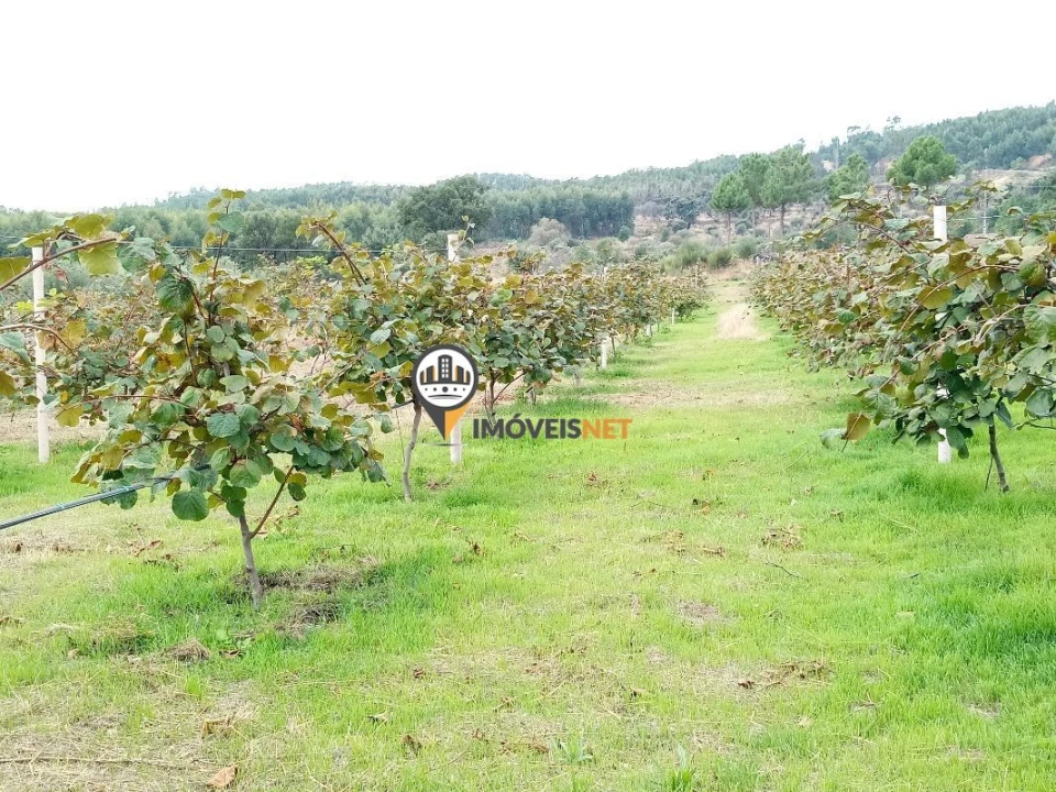 Terreno para Venda em Alcains Foto 6