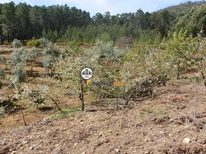 Moradia T6 para Venda em Oleiros-Amieira Foto 22