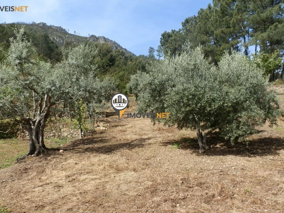 Moradia T6 para Venda em Oleiros-Amieira Foto 7