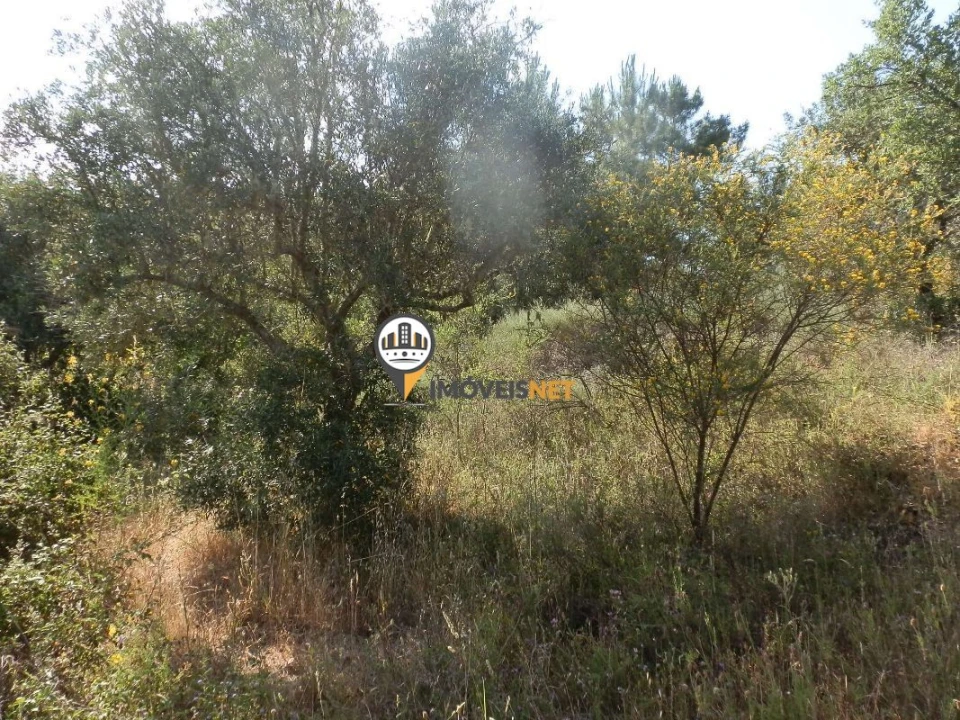 Terreno para Venda em Castelo Branco Foto 6