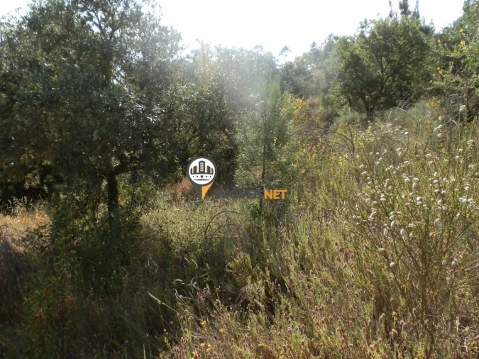 Terreno para Venda em Castelo Branco Foto 2