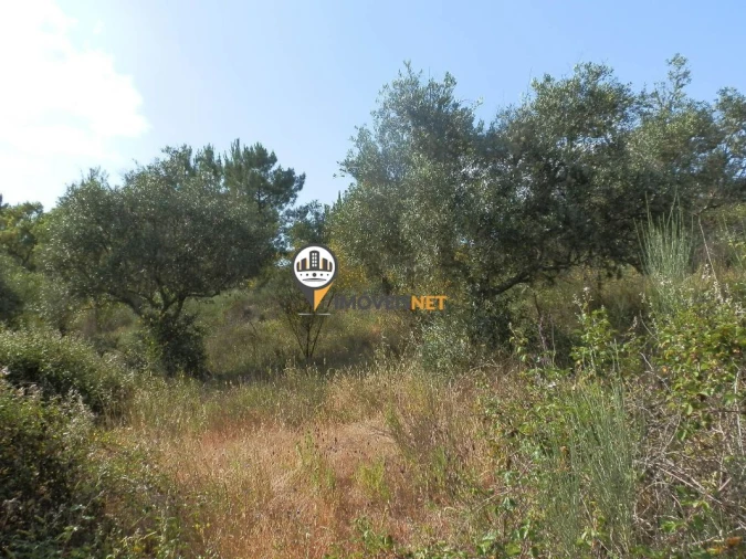 Terreno para Venda em Castelo Branco Foto 5