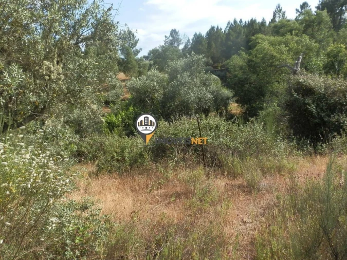 Terreno para Venda em Castelo Branco Foto 3