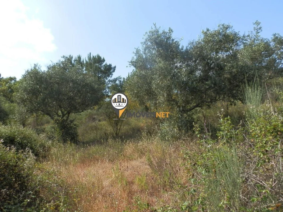 Terreno para Venda em Castelo Branco Foto 5