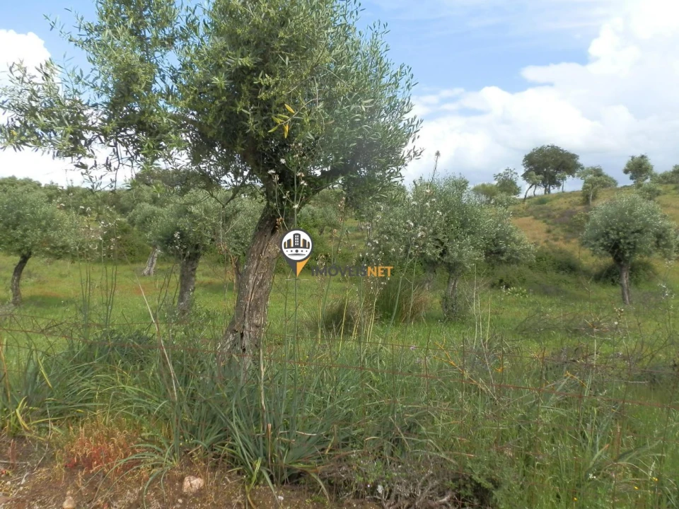 Terreno para Venda em Castelo Branco Foto 2