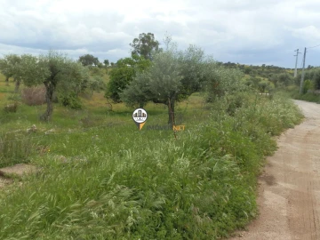 Terreno para Venda em Castelo Branco
