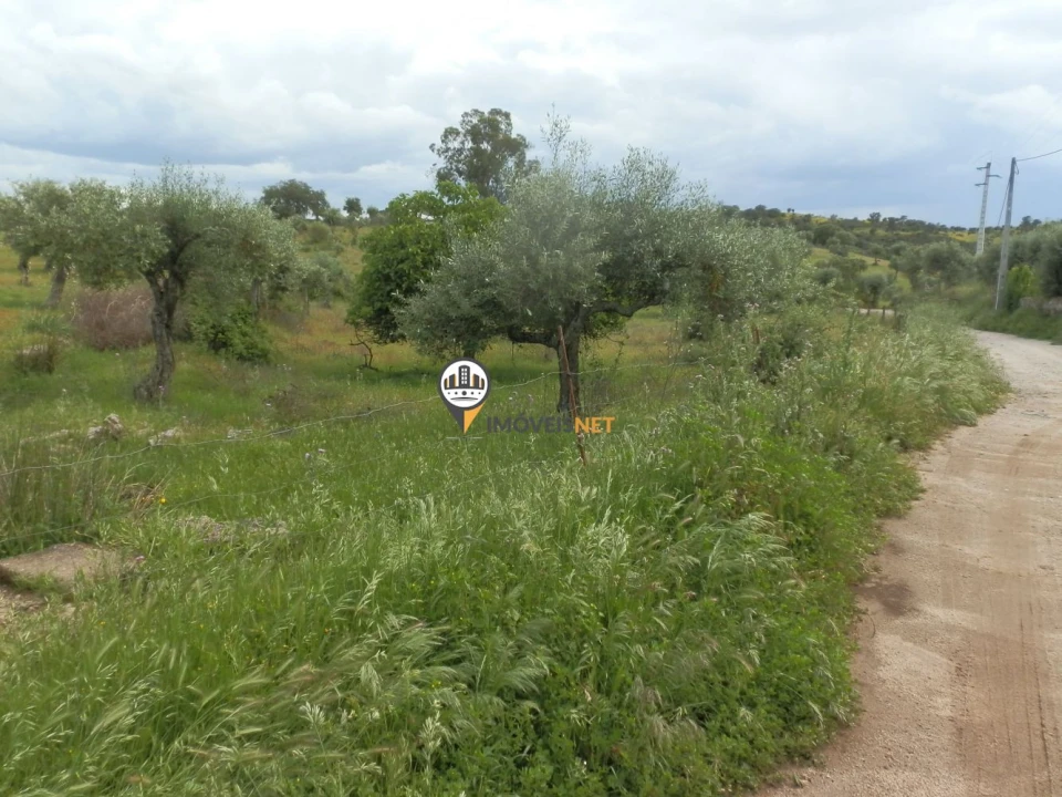 Terreno para Venda em Castelo Branco Foto 6