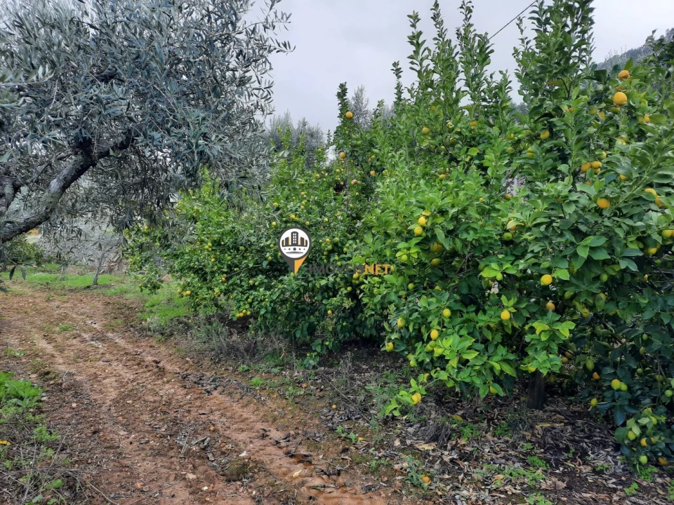 Moradia T5 para Venda em Proença-A-Nova e Peral Foto 39