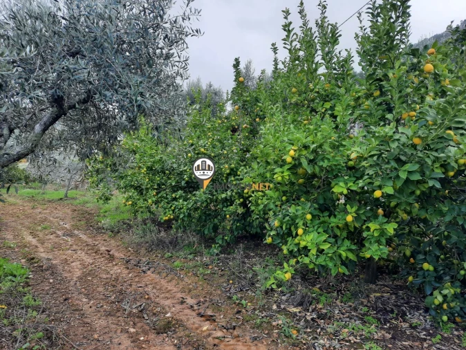 Moradia T5 para Venda em Proença-A-Nova e Peral Foto 39